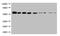 SUMO-Tag antibody, CSB-MA000132M0m, Cusabio, Western Blot image 