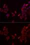 Receptor activity-modifying protein 3 antibody, GTX32833, GeneTex, Immunofluorescence image 