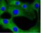 Calmodulin antibody, NBP2-67413, Novus Biologicals, Immunofluorescence image 
