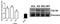 Abhydrolase Domain Containing 5 antibody, NB110-41576, Novus Biologicals, Western Blot image 
