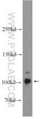 MICAL Like 2 antibody, 24408-1-AP, Proteintech Group, Western Blot image 