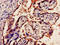 Oxidized Low Density Lipoprotein Receptor 1 antibody, CSB-PA016331LA01HU, Cusabio, Immunohistochemistry frozen image 