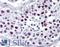 Cyclin-A1 antibody, LS-B349, Lifespan Biosciences, Immunohistochemistry frozen image 