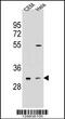 Olfactory Receptor Family 5 Subfamily L Member 2 antibody, 55-600, ProSci, Western Blot image 