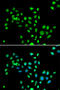 H2A Histone Family Member Y antibody, 22-656, ProSci, Immunofluorescence image 
