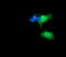 Anaphase-promoting complex subunit 11 antibody, LS-C338077, Lifespan Biosciences, Immunofluorescence image 