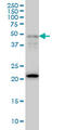 HNF-3-beta antibody, LS-B5423, Lifespan Biosciences, Western Blot image 