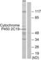 Cytochrome P450 Family 2 Subfamily C Member 19 antibody, LS-C119498, Lifespan Biosciences, Western Blot image 