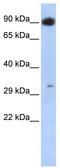 Pancreas Associated Transcription Factor 1a antibody, TA330585, Origene, Western Blot image 