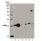 Heme Oxygenase 1 antibody, ADI-OSA-110-F, Enzo Life Sciences, Western Blot image 