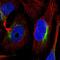 Zinc Finger Protein 557 antibody, NBP1-81084, Novus Biologicals, Immunofluorescence image 