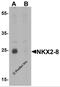 NK2 Homeobox 8 antibody, 6753, ProSci, Western Blot image 