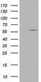 Cytochrome P450 Family 1 Subfamily A Member 2 antibody, CF501157, Origene, Western Blot image 