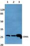 CD8 antibody, GTX66760, GeneTex, Western Blot image 