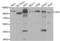 CD19 antibody, orb334954, Biorbyt, Western Blot image 