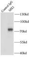 MX Dynamin Like GTPase 1 antibody, FNab05450, FineTest, Immunoprecipitation image 
