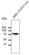 VEGF antibody, AB0063-200, Origene, Western Blot image 