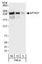 p220 antibody, A301-775A, Bethyl Labs, Western Blot image 