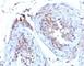 Sex Hormone Binding Globulin antibody, V7152IHC-7ML, NSJ Bioreagents, Immunohistochemistry frozen image 