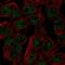 Sodium/myo-inositol cotransporter 2 antibody, HPA035331, Atlas Antibodies, Immunocytochemistry image 