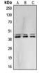 Erk1 antibody, LS-C352721, Lifespan Biosciences, Western Blot image 