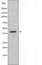 Ankyrin repeat domain-containing protein 1 antibody, orb225345, Biorbyt, Western Blot image 