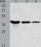 Annexin A1 antibody, TA323578, Origene, Western Blot image 