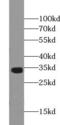 Homeobox protein OTX2 antibody, FNab06044, FineTest, Western Blot image 