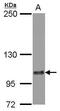 Solute Carrier Family 24 Member 1 antibody, PA5-31347, Invitrogen Antibodies, Western Blot image 