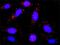 G protein alpha Inhibitor 2 antibody, H00002771-M02, Novus Biologicals, Proximity Ligation Assay image 