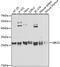 Ubiquitin Conjugating Enzyme E2 S antibody, 19-436, ProSci, Western Blot image 