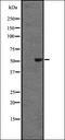 Probable ganciclovir kinase antibody, orb337599, Biorbyt, Western Blot image 
