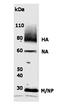 FluA antibody, NBP1-30320, Novus Biologicals, Western Blot image 