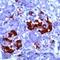 Islet Amyloid Polypeptide antibody, TA354264, Origene, Immunohistochemistry frozen image 
