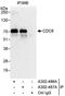 Cell division control protein 6 homolog antibody, A302-486A, Bethyl Labs, Immunoprecipitation image 