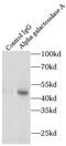 Galactosidase Alpha antibody, FNab00328, FineTest, Immunoprecipitation image 