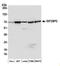 Imp2 antibody, A500-012A, Bethyl Labs, Western Blot image 