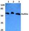Raftlin antibody, PA5-37032, Invitrogen Antibodies, Western Blot image 