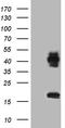 Ceramide Synthase 2 antibody, TA809918, Origene, Western Blot image 