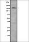 ADAMTS13 antibody, orb337967, Biorbyt, Western Blot image 