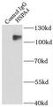 Heat shock 70 kDa protein 4 antibody, FNab04057, FineTest, Immunoprecipitation image 