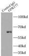 Wnt Ligand Secretion Mediator antibody, FNab03601, FineTest, Immunoprecipitation image 
