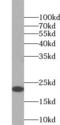 Endothelin-1 antibody, FNab02763, FineTest, Western Blot image 