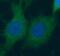 Caspase 14 antibody, FNab09900, FineTest, Immunofluorescence image 