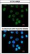 Ankyrin repeat domain-containing protein 1 antibody, GTX115923, GeneTex, Immunofluorescence image 