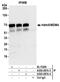 Protein Mdm4 antibody, A300-287A, Bethyl Labs, Immunoprecipitation image 