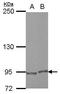 E2F Transcription Factor 8 antibody, GTX112299, GeneTex, Western Blot image 