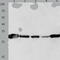 14-3-3 protein theta antibody, TA322464, Origene, Western Blot image 