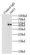 Histone Acetyltransferase 1 antibody, FNab03761, FineTest, Immunoprecipitation image 
