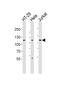 Janus Kinase 1 antibody, MBS9207601, MyBioSource, Western Blot image 